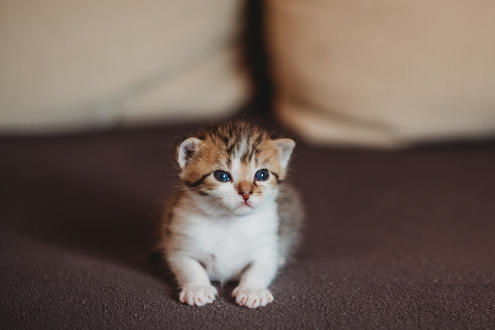 Imagem de gato filhote