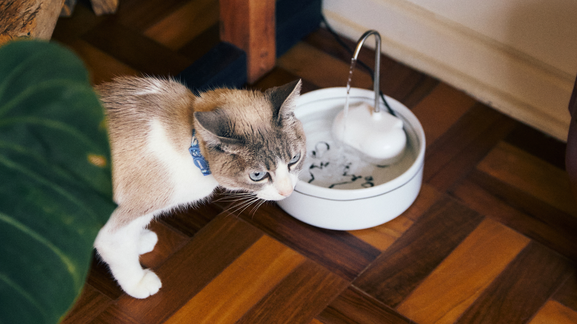 Imagem de gato bebendo água