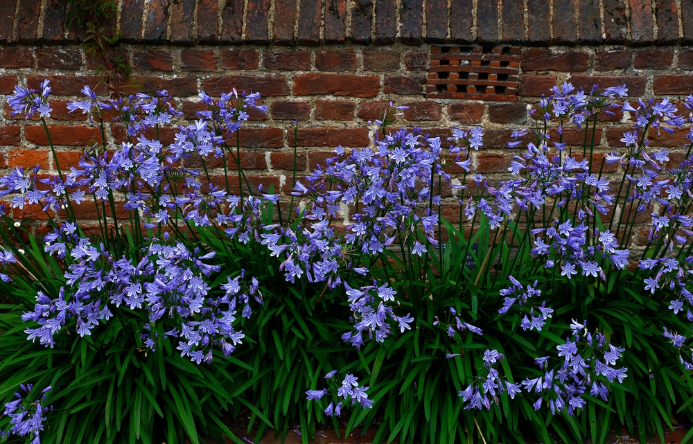Flor agapanto em jardim.