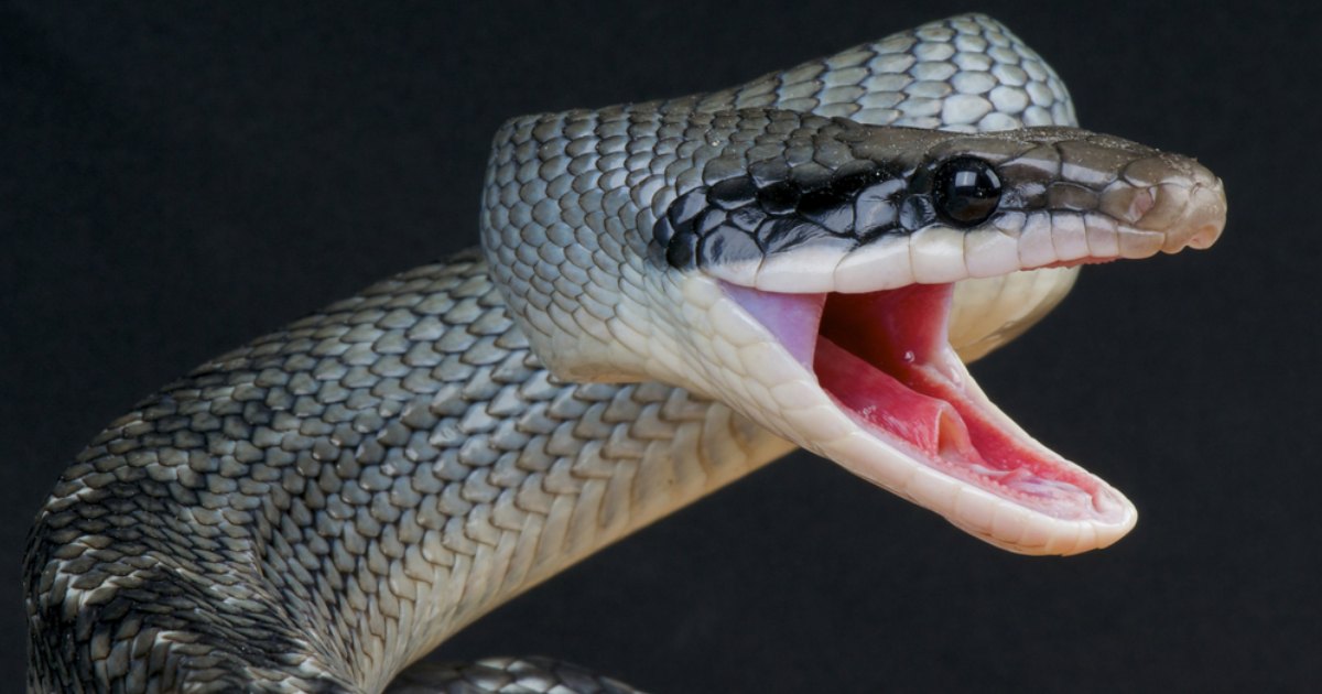 Imagem de animal com N
