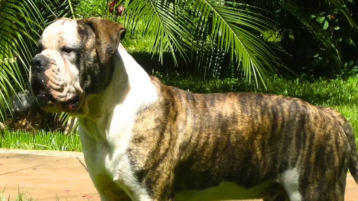 Imagem de buldogue campeiro