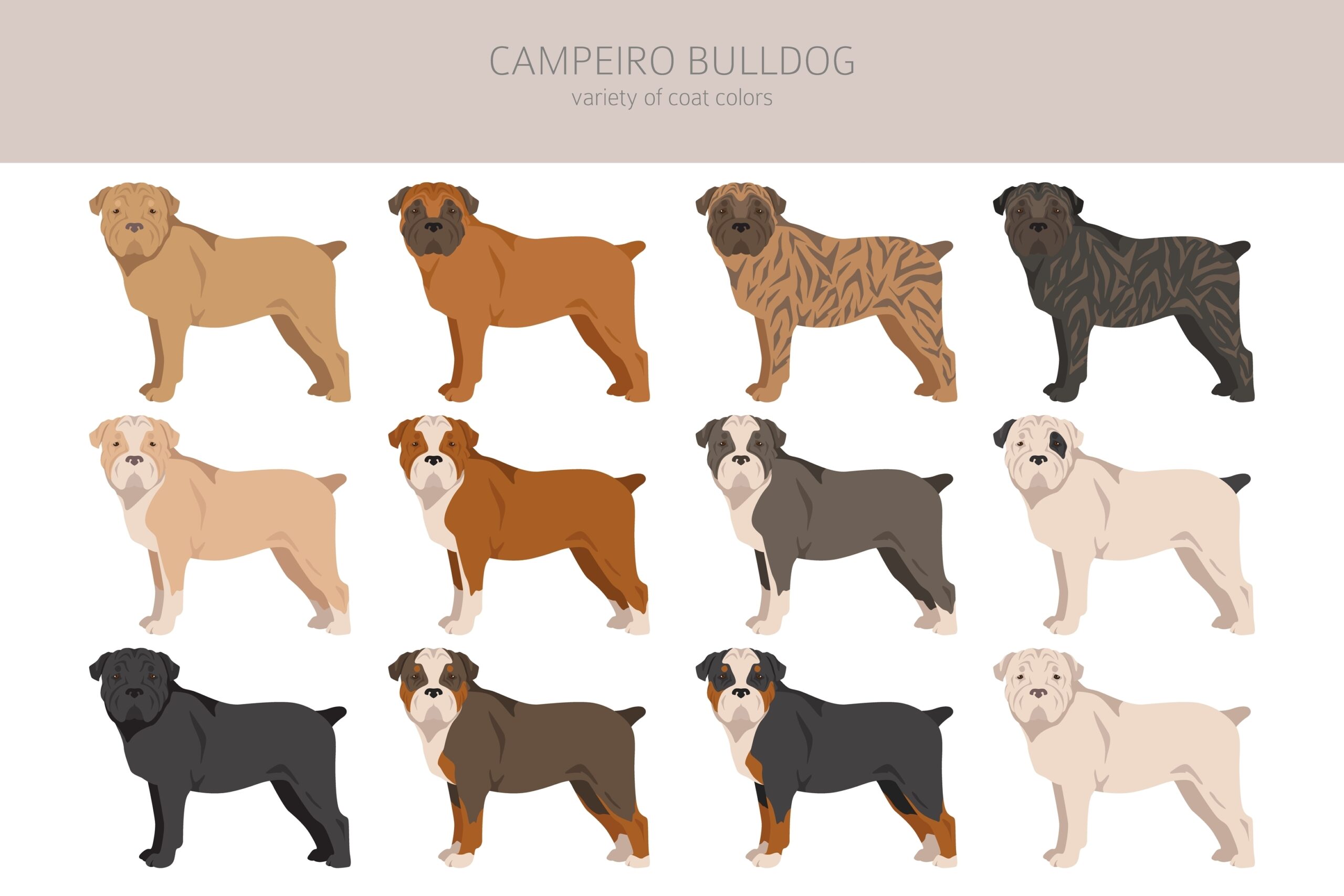 Imagem de buldogue campeiro