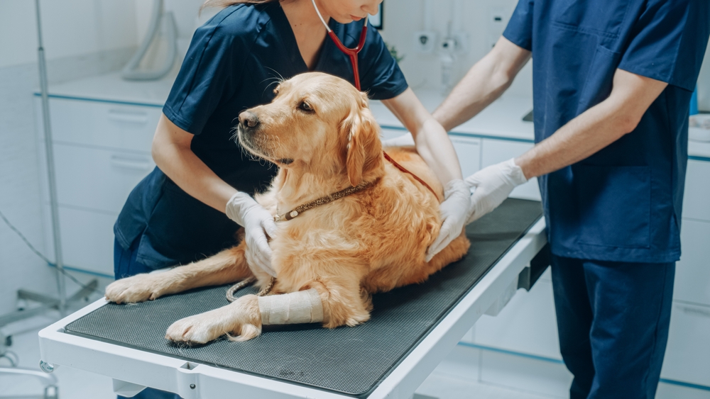Imagem de animal no veterinário
