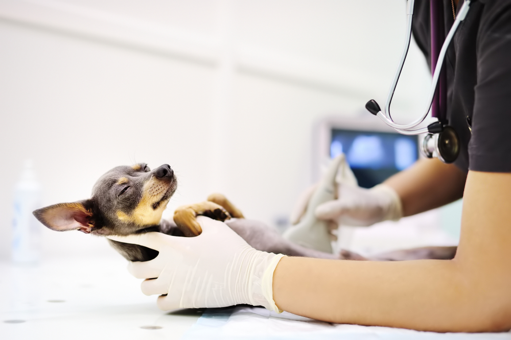 Imagem de animal no veterinário