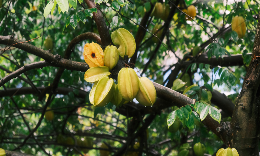 Plantação de carambolas.