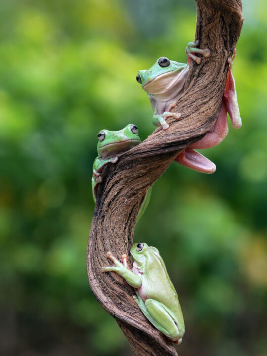 Dia-mundial-dos-répteis-capa