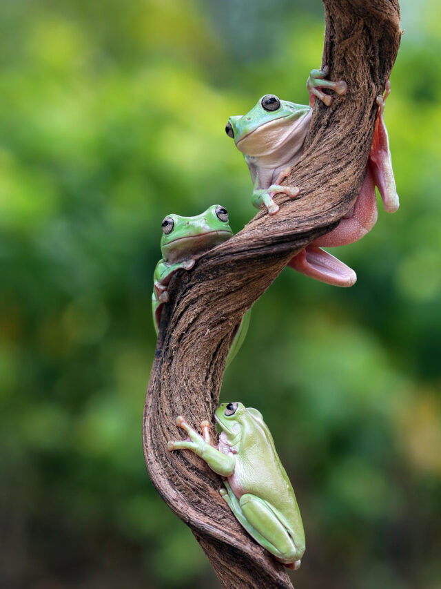 Dia Mundial dos Répteis: saiba tudo sobre as espécies