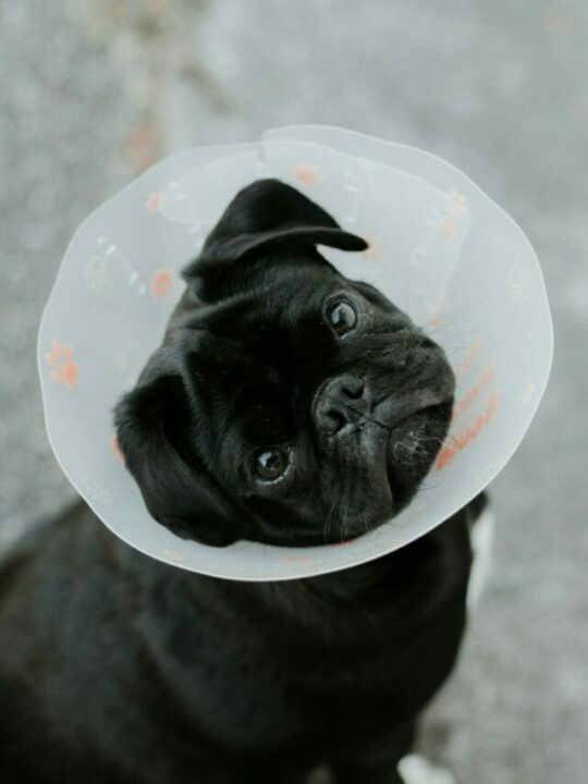 Imagem de cachorro sentado