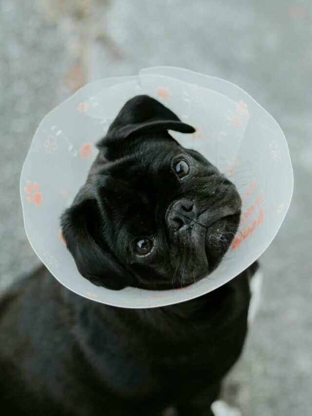 Outubro Rosa: veja tudo sobre a importância da data