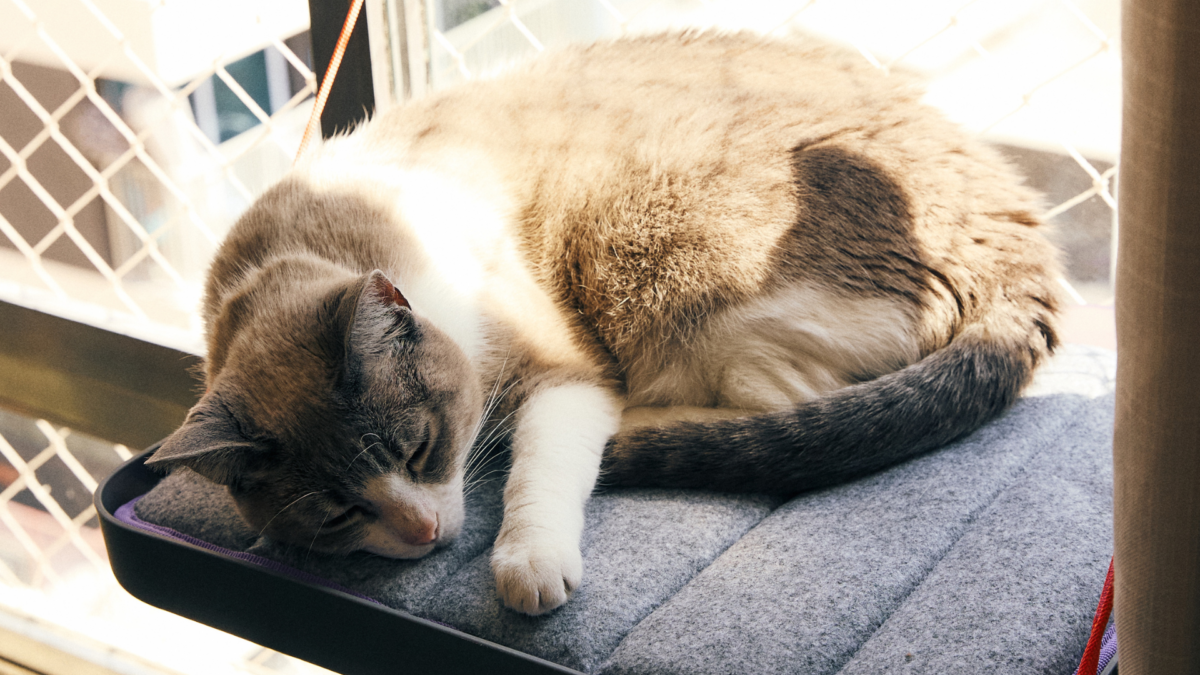 Imagem de gato