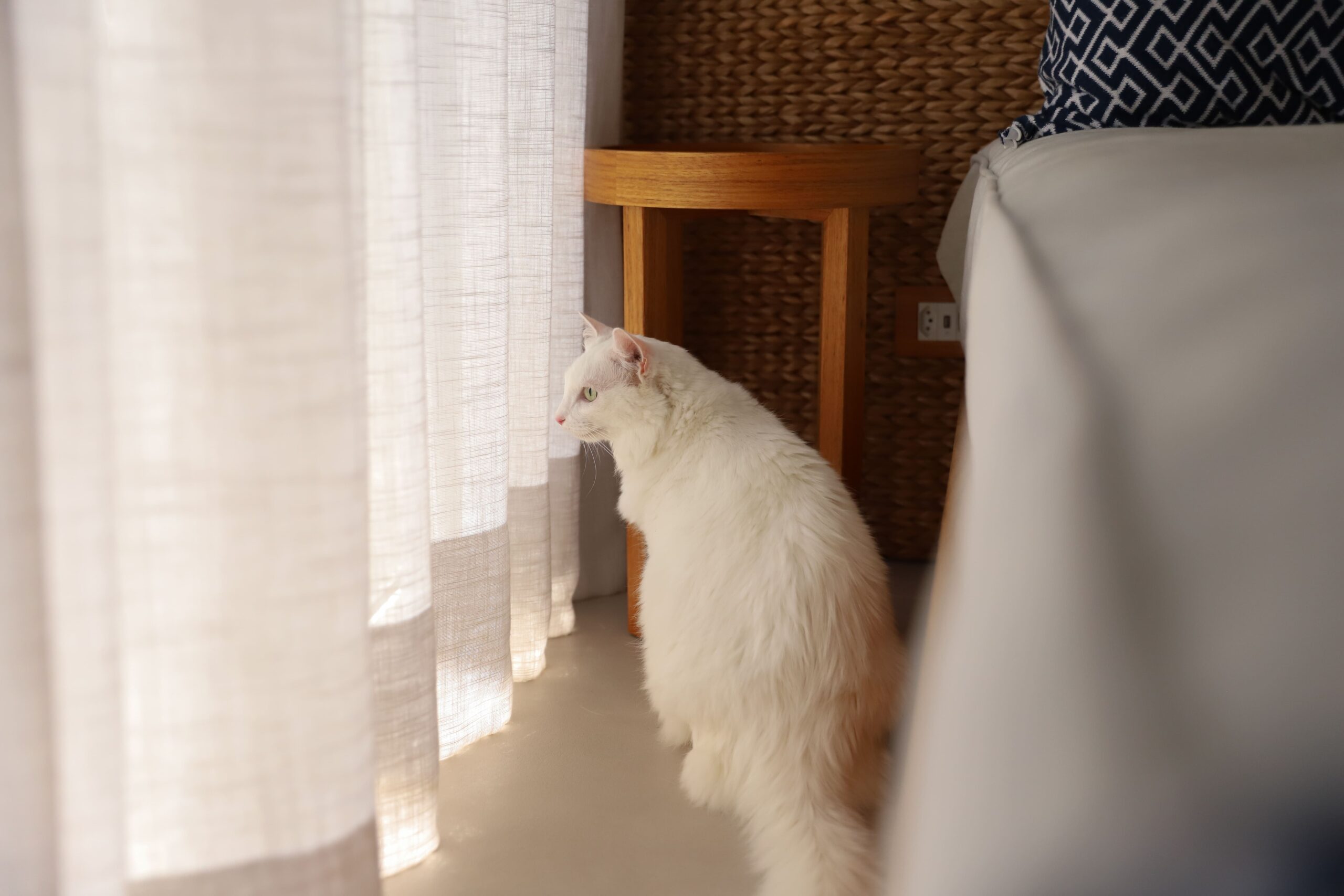 O que comprar antes de adotar um gato? 5 produtos indispensáveis 1 gato o que comprar2 scaled