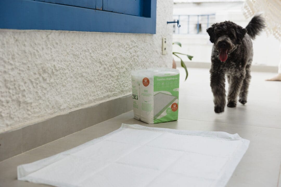 Guia sobre tapete higiênico para cachorro: tudo o que você precisa saber 4 Tapete higiênico e seu pacote no chão. Cachorro caminhando em direção a eles.