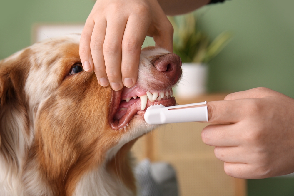 Rotina de higiene com o pet: cuidados diários, semanais e mensais 1 Imagem de responsável escovando dente de cachorro