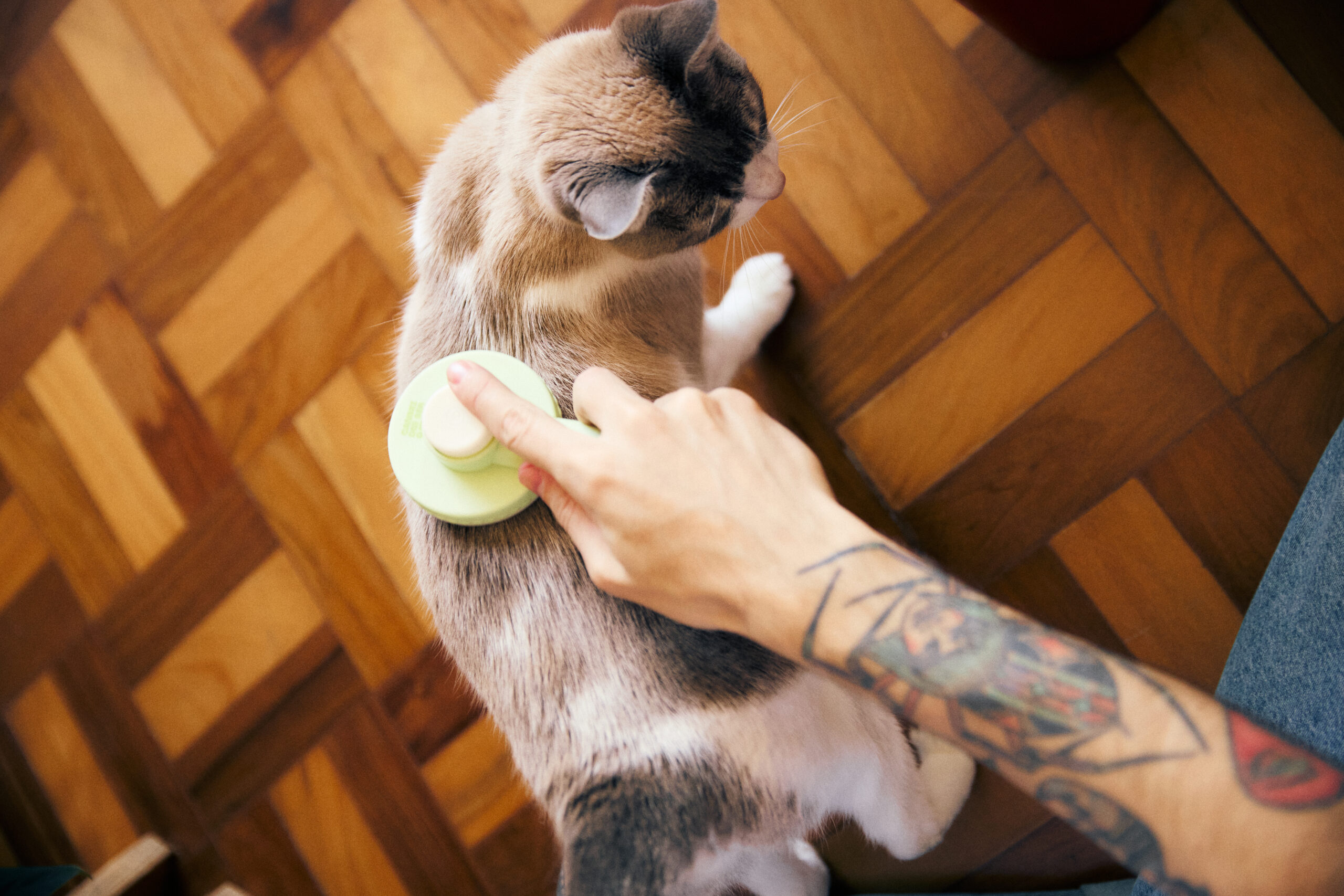 Rotina de higiene com o pet: cuidados diários, semanais e mensais 2 Imagem de responsável penteando gato