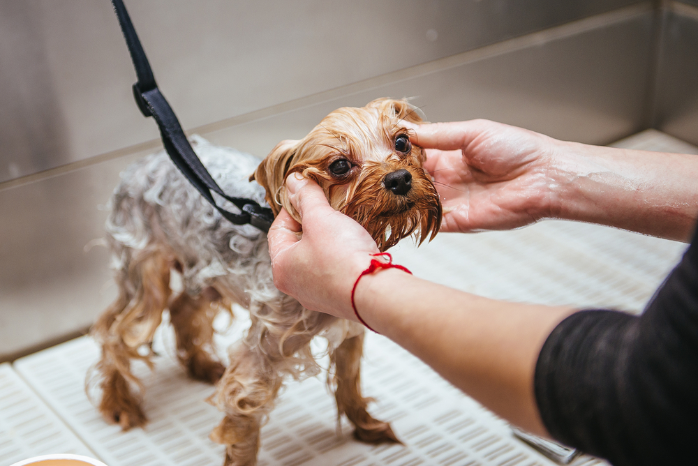 Rotina de higiene com o pet: cuidados diários, semanais e mensais 3 Imagem de cachorro tomando banho