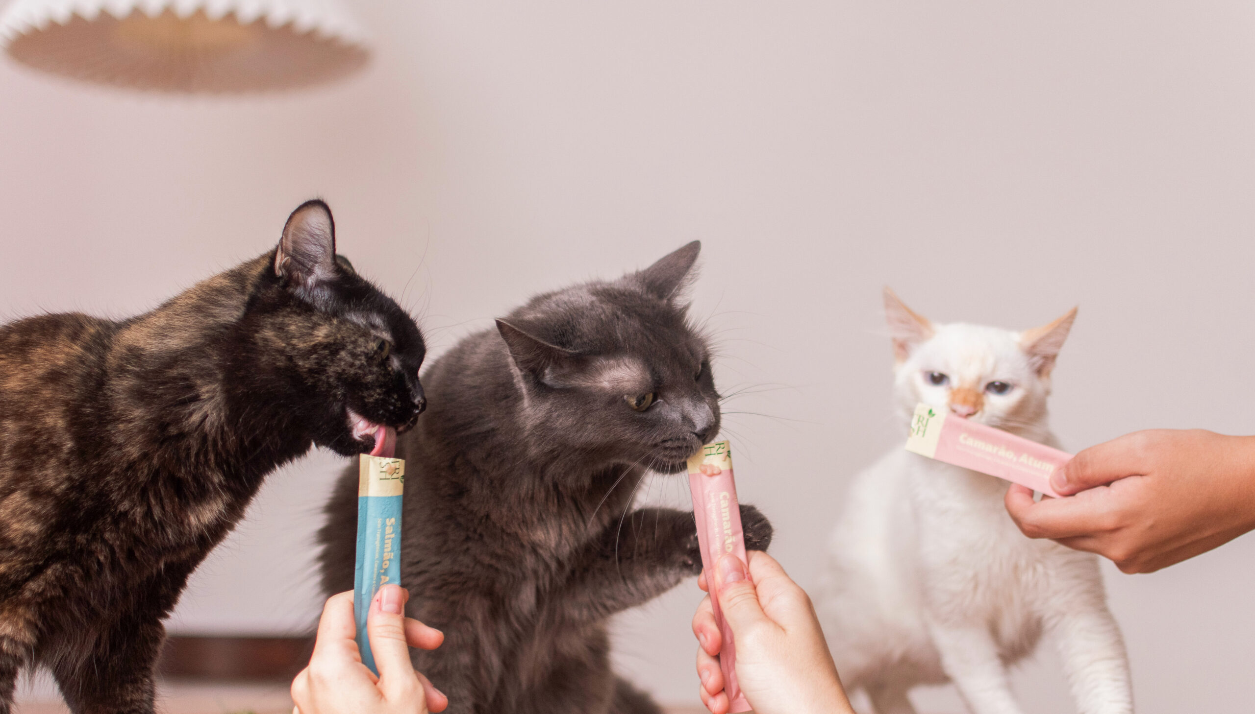 Imagem de gatos