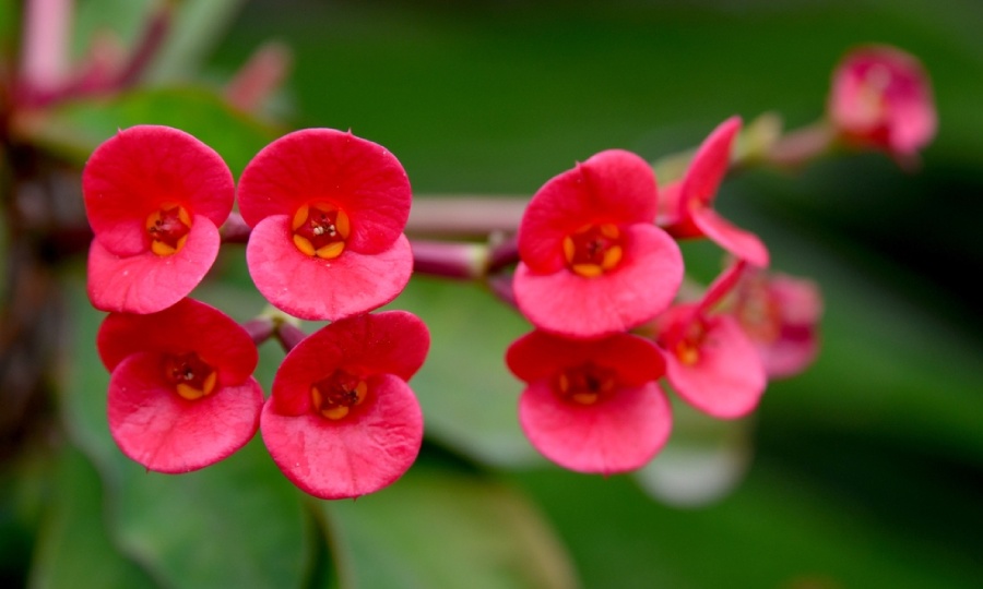 coroa de cristo interna
