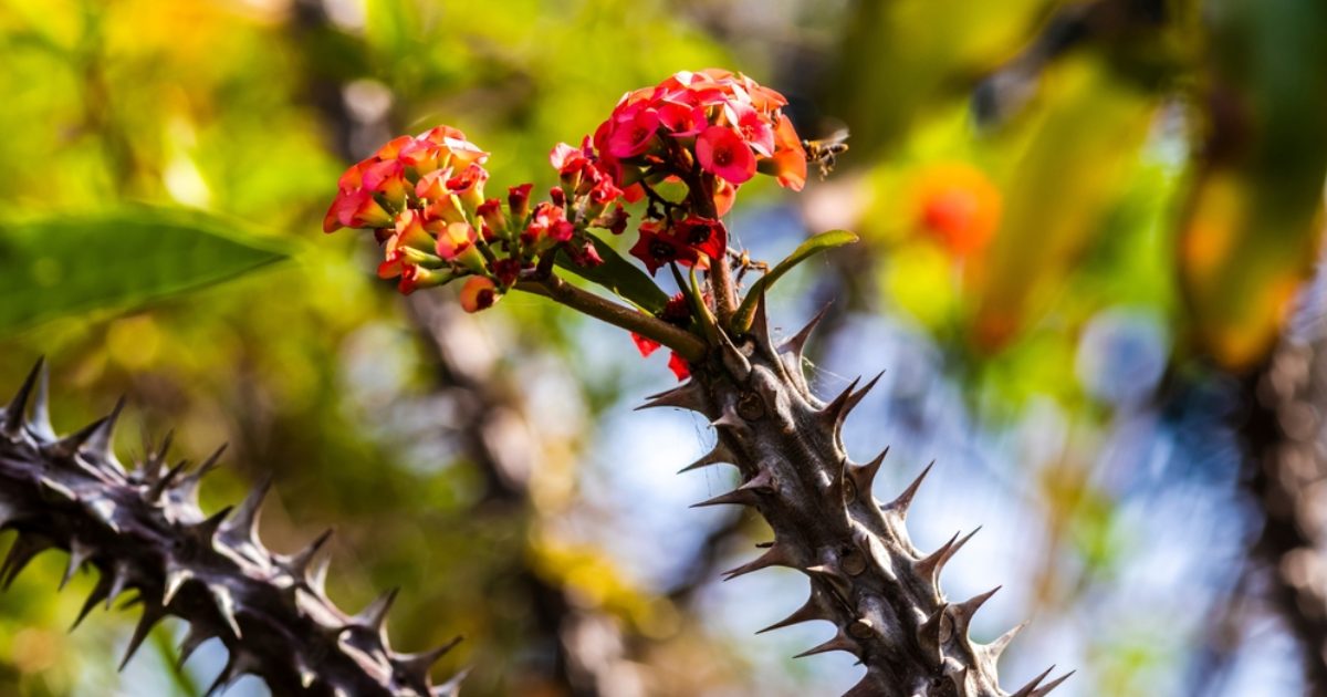 coroa-de-cristo-topo