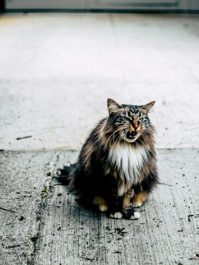 Tudo que precisa saber sobre queda e troca de pelo