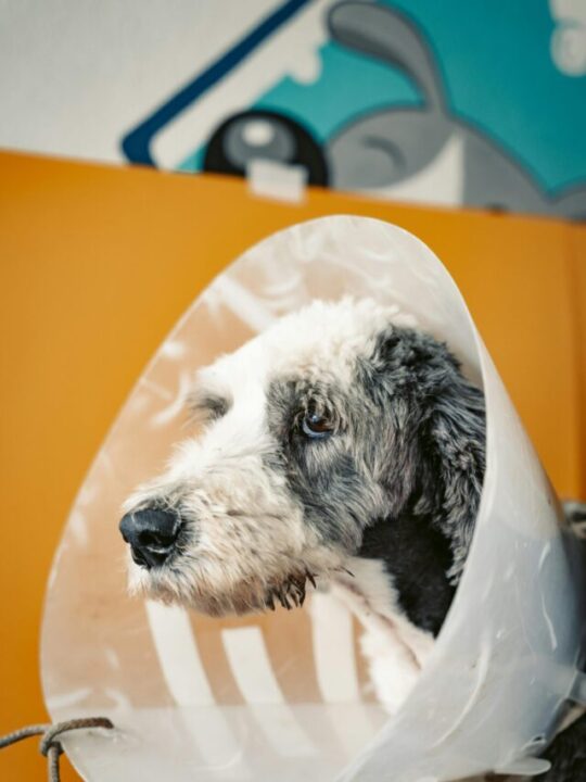 Imagem de cachorro com cone na cabeça