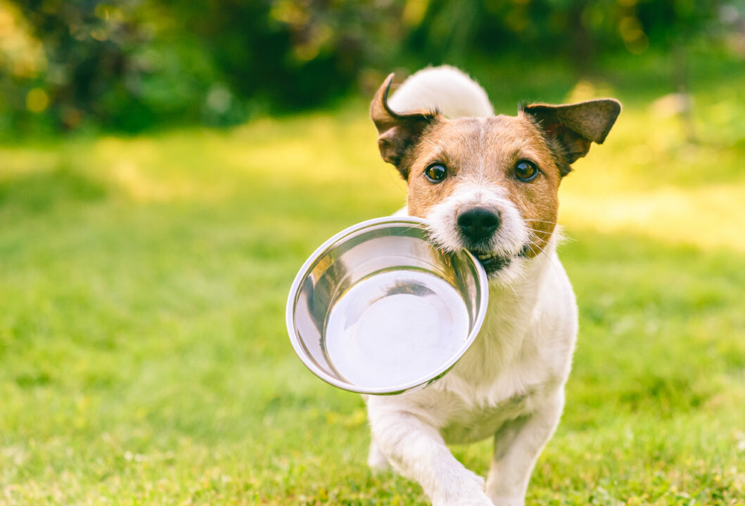 Imagem de cachorro com ração