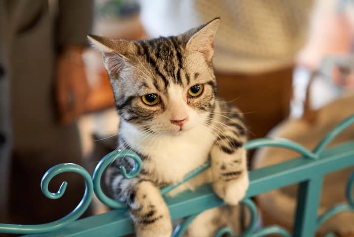 Gato em pé numa grande azul.