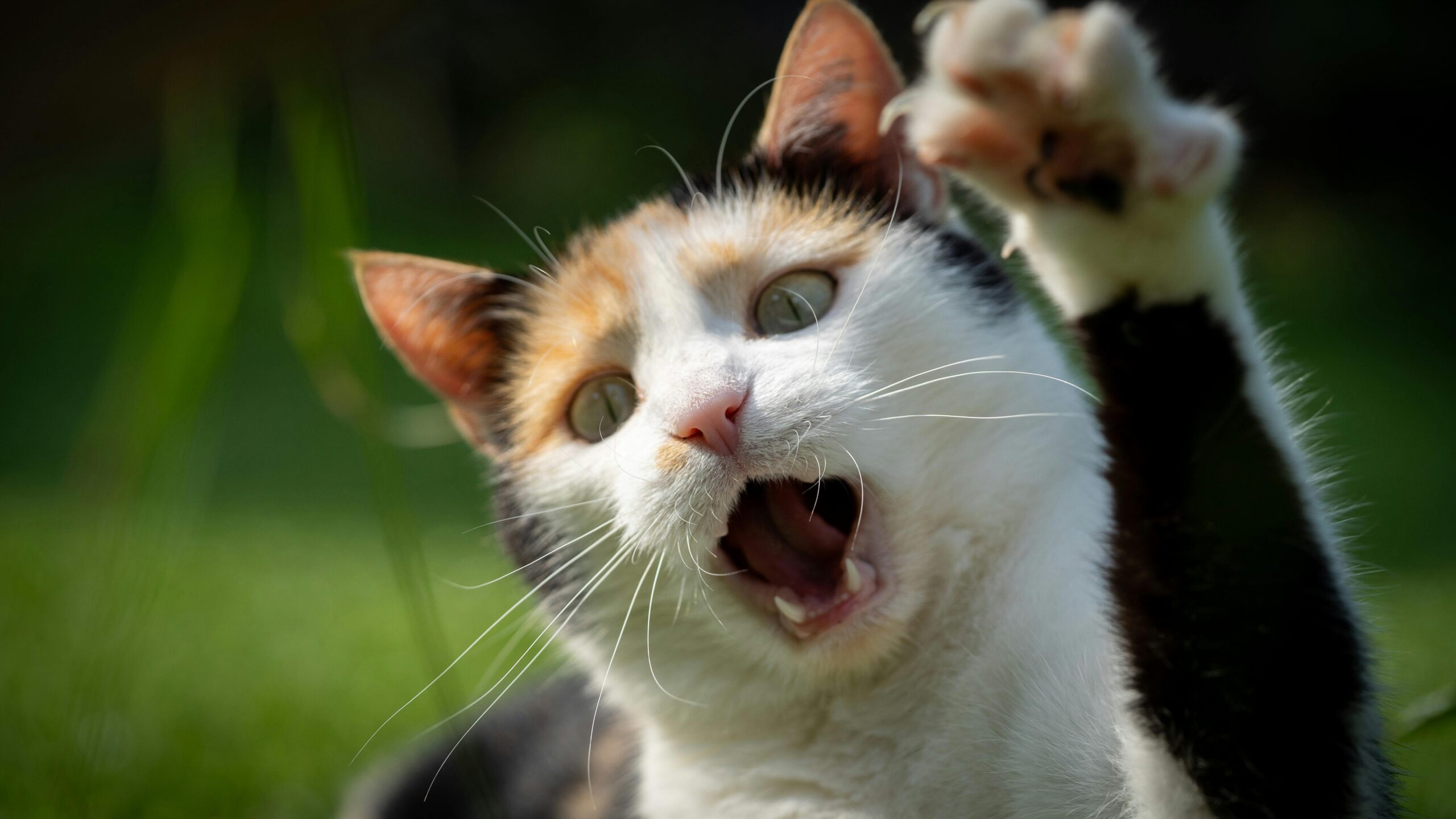 Imagem de gato