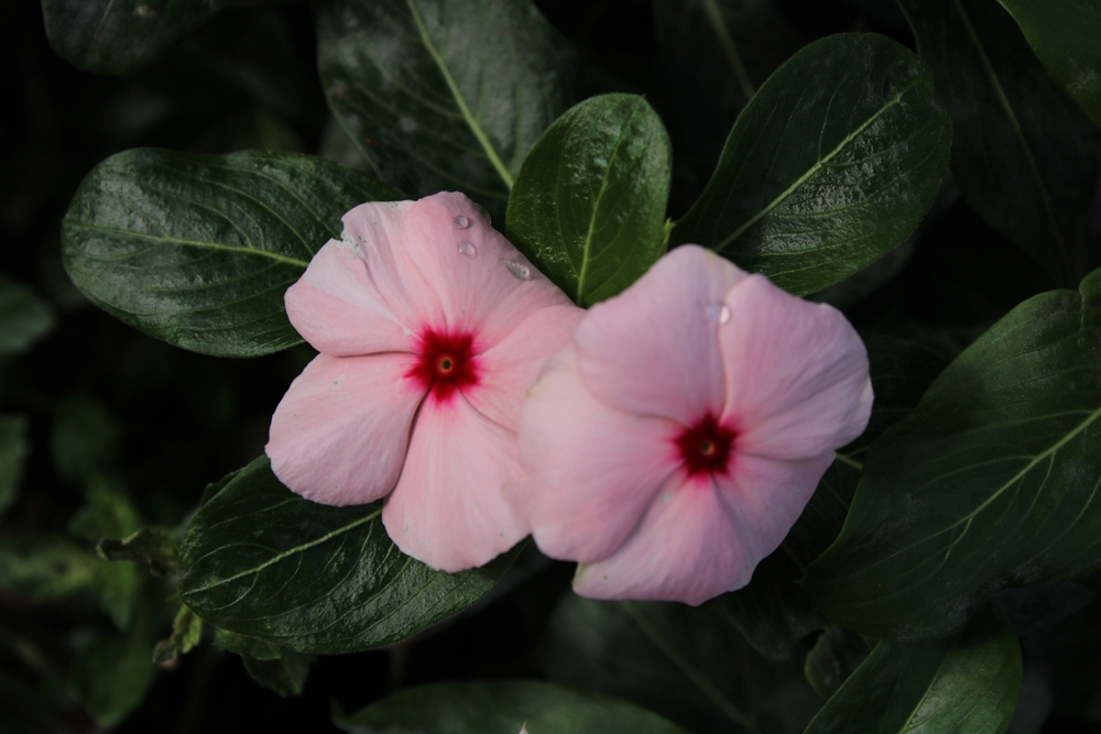 Its,Scientific,Name,Is,Impatiens,,Popularly,Known,Here,In,Brazil