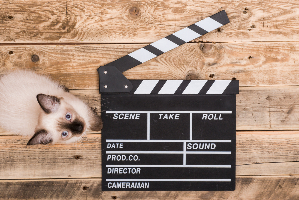 Pets atores: 10 cachorros e gatos que roubaram a cena na TV e no cinema 1 Gato ao lado de claquete de cinema.