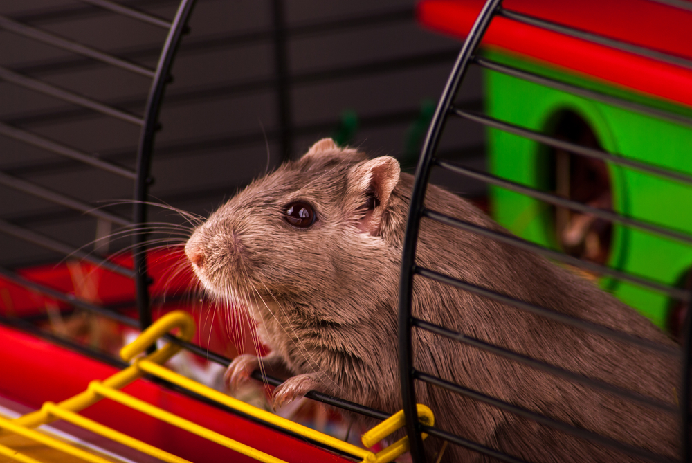 Camundongo em gaiola.