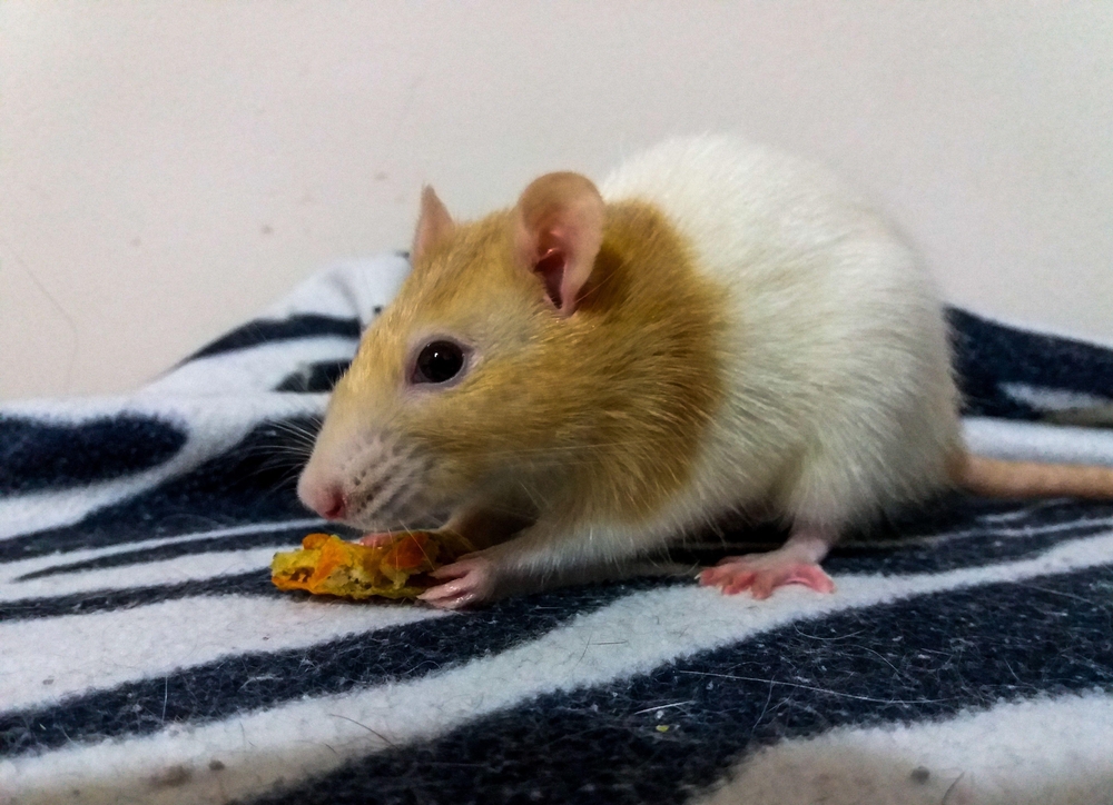 Rato comendo.