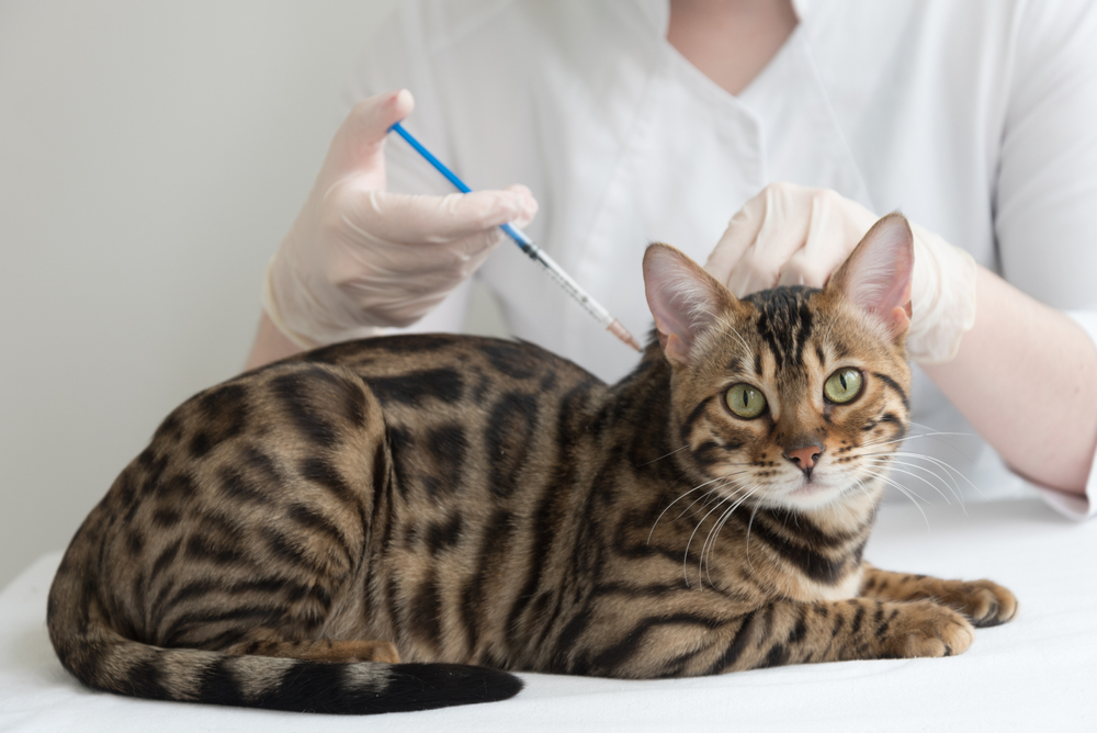 Vacinas para pets: descubra 6 mitos e verdades que todo tutor precisa saber 2 vacina3