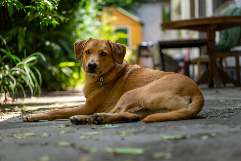 Vira-lata caramelo deitado.