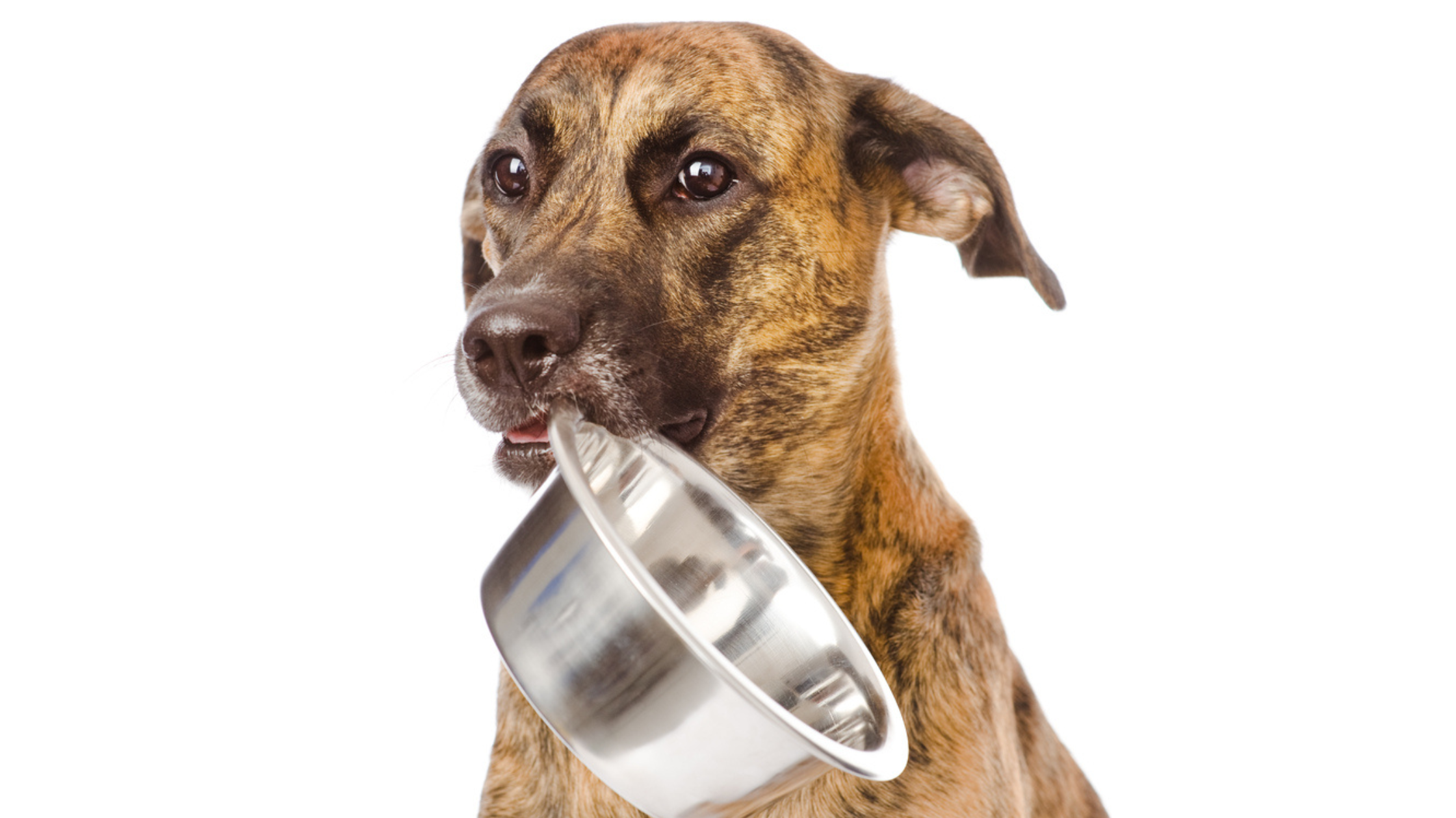 Tipos de vira-latas: 6 “raças” que conquistaram o Brasil 4 Vira-lata bolo de formigueiro segurando comedouro na boca.