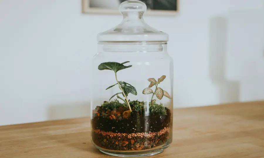 como-fazer-um-terrario-2