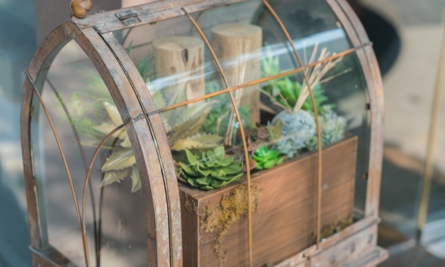 Como fazer um terrário: guia completo sobre o assunto 3 Terrario de plantas.