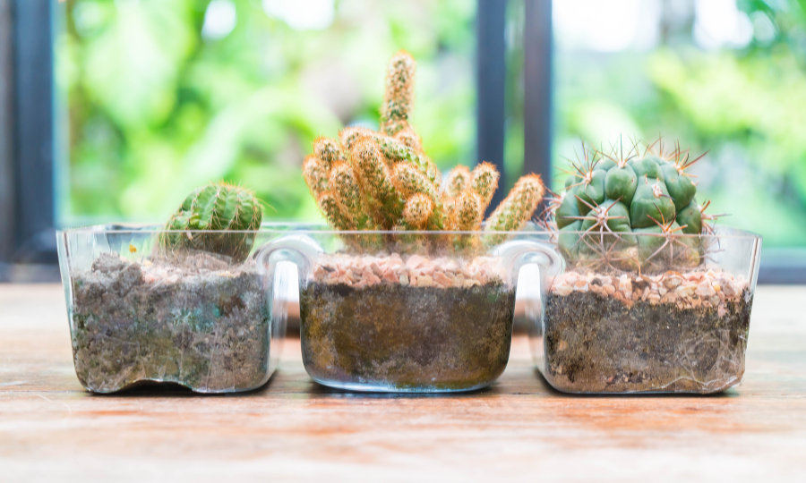 Como fazer um terrário: guia completo sobre o assunto 1 Três terrarios.