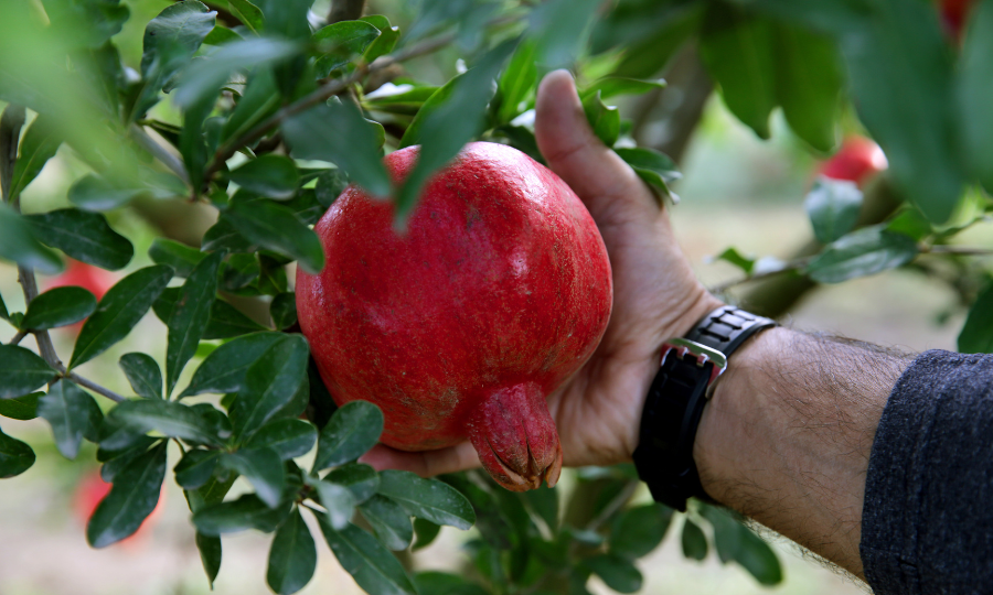 Mão segurando um romã na árvore.