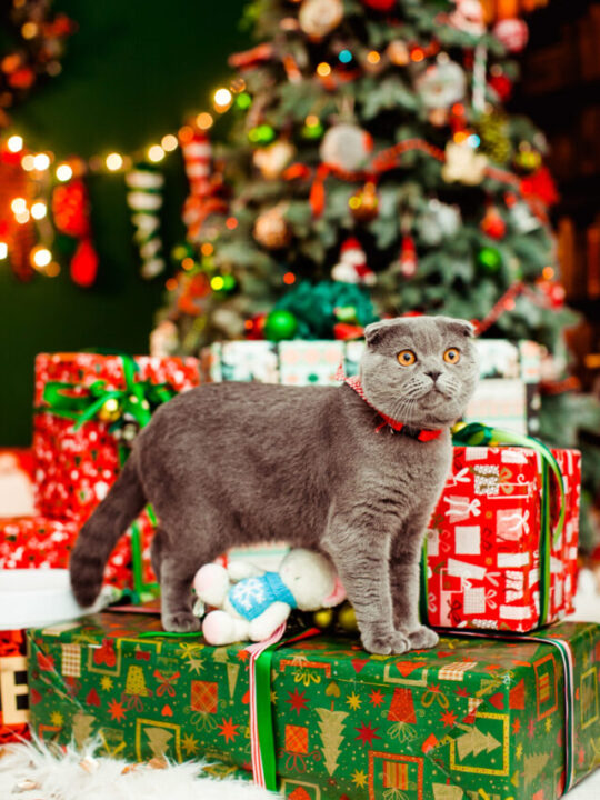 Imagem de gato com árvore de Natal