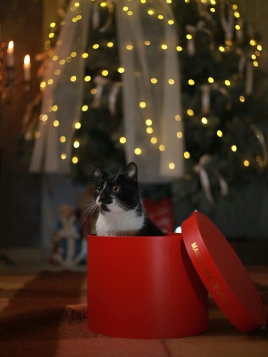 Gato dentro de caixa vermelha de presente.