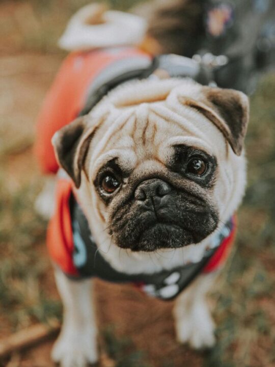 pets-não-podem-comer-uva-capa