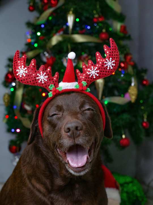 Cachorro labrador marrom com tiara natalina.