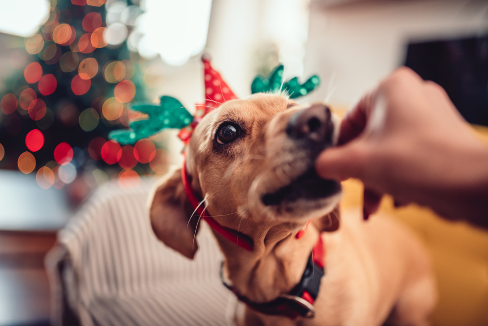 Cachorro ganhando petisco na boca, usando chapéu de festa vermelho.