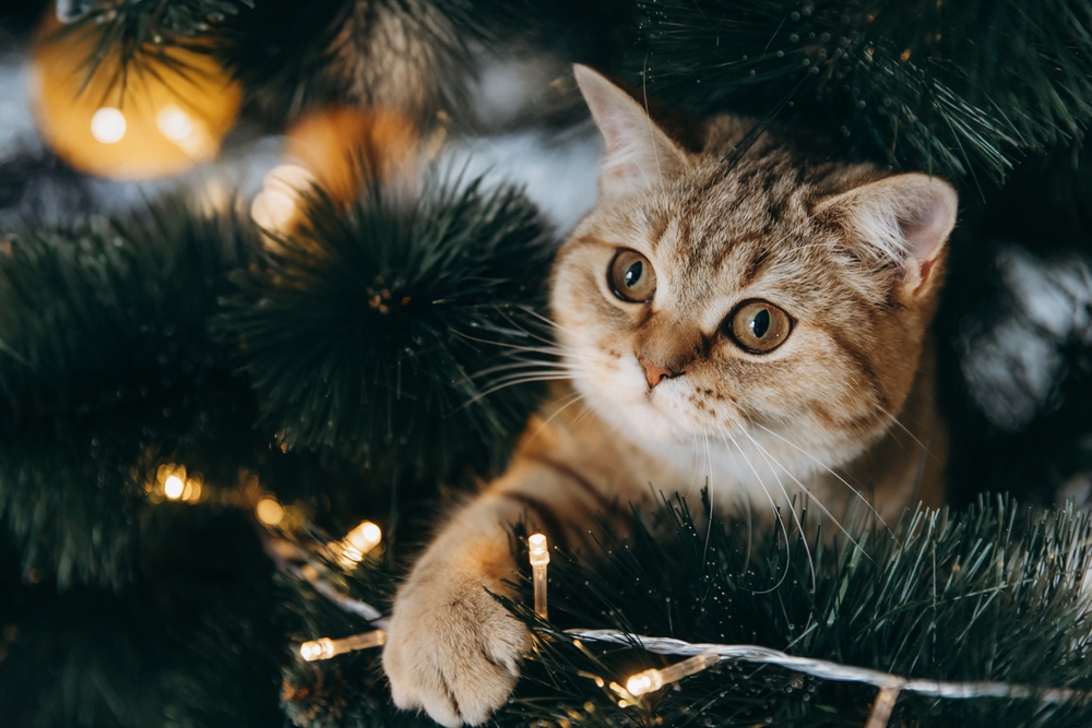 Imagem de gato em árvore de Natal