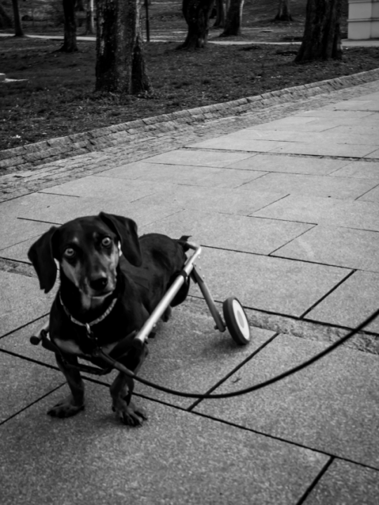 Cachorro caminhando em parque.