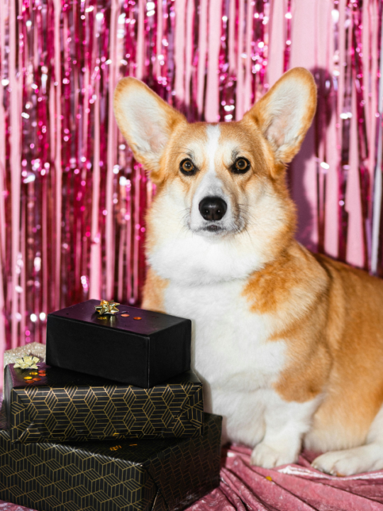 Cachorro ao lado de caixas de presentes.