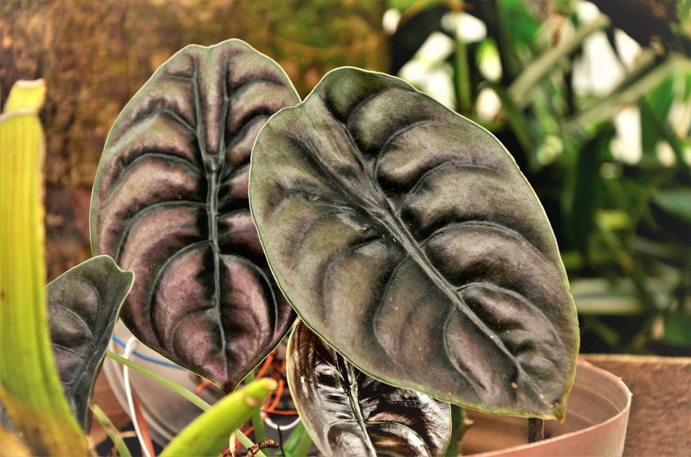 Planta pulmão-de-aço: saiba como cuidar 1 Imagem de planta pulmão-de-aço