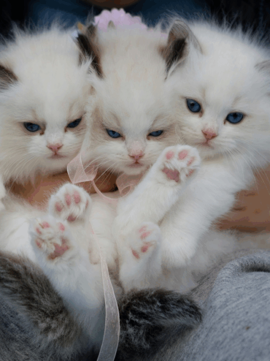 Três gatinhos sendo segurados juntos.