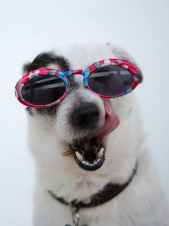 Cachorro usando óculos.