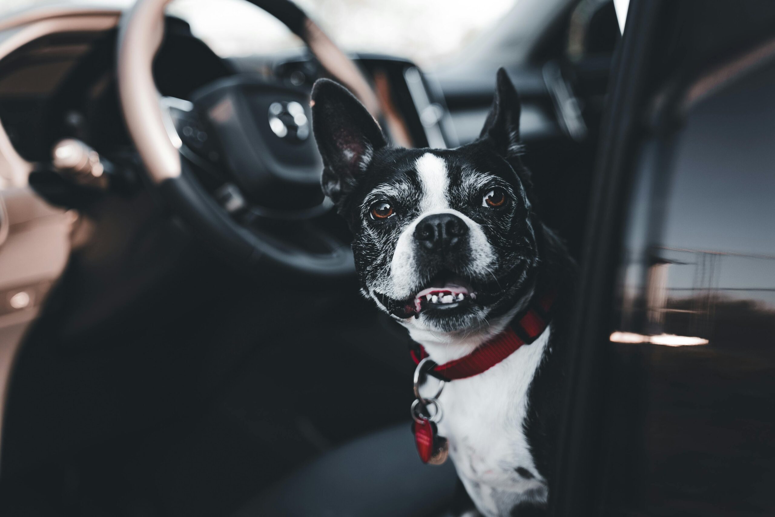 Imagem de cachorro no carro